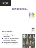 Reino Protista Prtozoarios