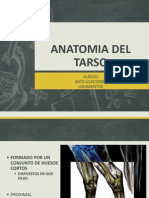 Anatomia Del Tarso