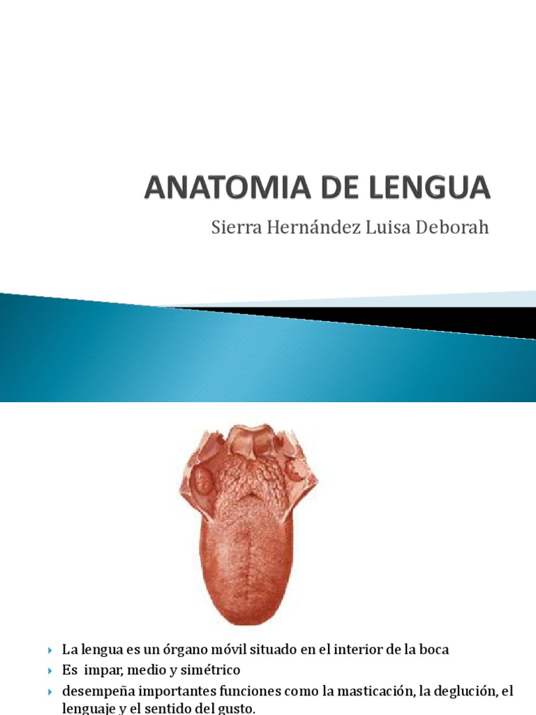 Anatomía y Funciones de la Lengua | PDF | Lengua | Cabeza y cuello humanos