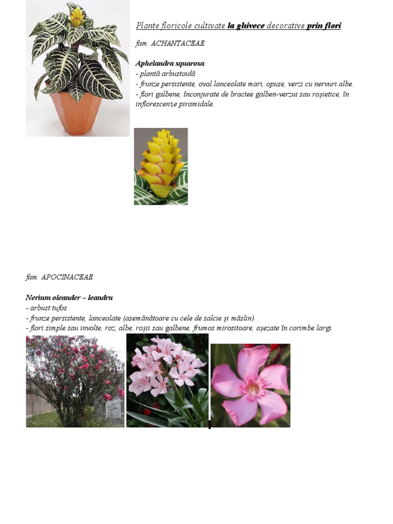 Plante Floricole Cultivate La Ghivece Decorative Prin Flori