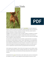 Perros de Raza Vizsla