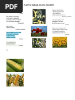 A Murit Luchi De Otilia Cazimir