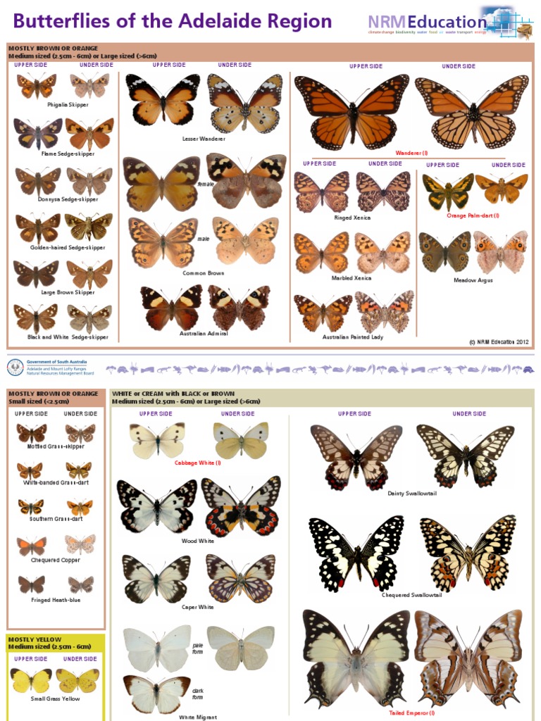 Butterflies of The Adelaide Region PDF Butterfly Lepidoptera