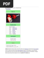 Download Jambu airdocx by twinsist2 SN126706306 doc pdf