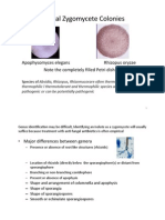 Zycomycetes Identification