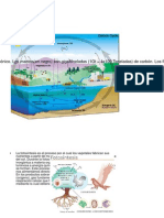 FOTOSÍNTESIS_RESPIRACIÓN