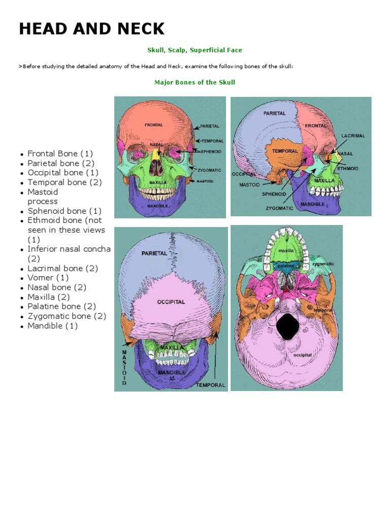 Anatomy Of The Head And Neck Pdf – MYLP