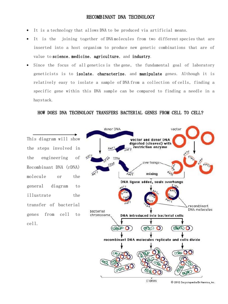 Recombinant Dna Technology | PDF | Recombinant Dna | Plasmid