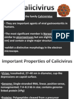 Calicivirus