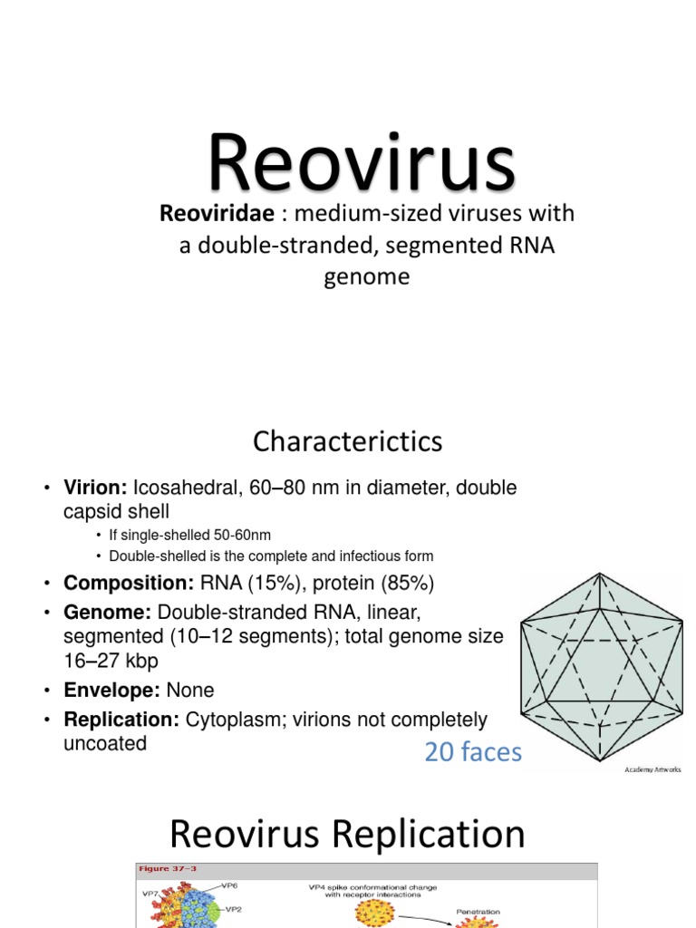 Reo Virus