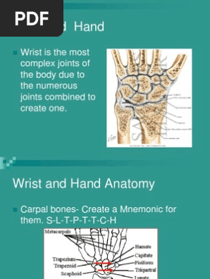 Hand And Wrist Finger Hand