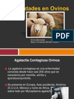 Mastitis gangrenosa ovinos