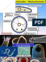 Animalia Nematoda 21.01.2013