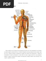 1224608898_sistema_circulatório
