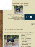 Doberman Pinscher Breed