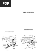 apostila urogenital