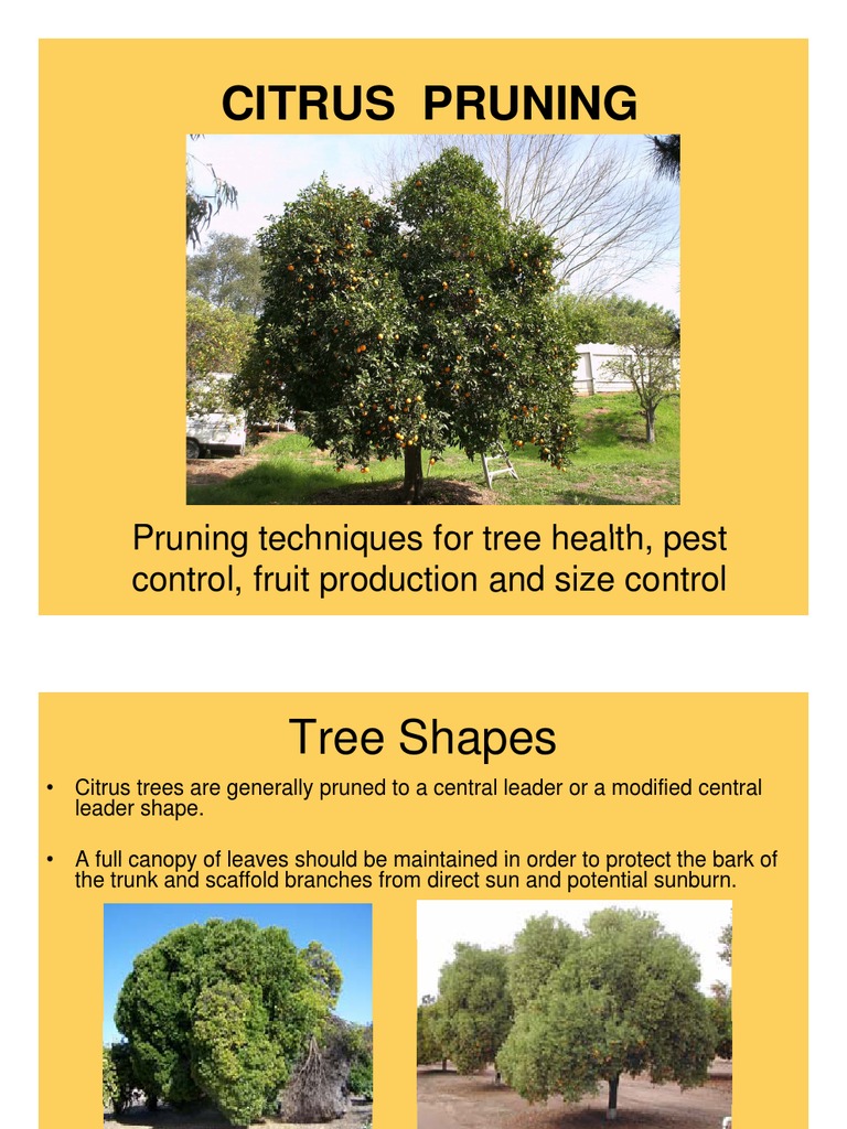 Citrus Pruning Pruning Citrus