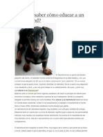 Quieres Saber Cómo Educar A Un Dachshund