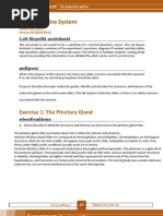 Download  the Endocrine System Lab by laike082921 SN127190482 doc pdf