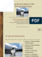 Siberian Husky Dog Breed Review