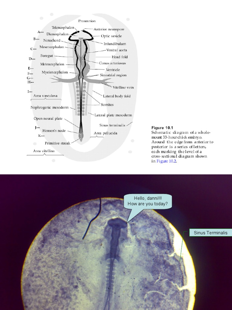 33-Hour Chick Embryo Anatomy Diagram | PDF | Science | Physiology