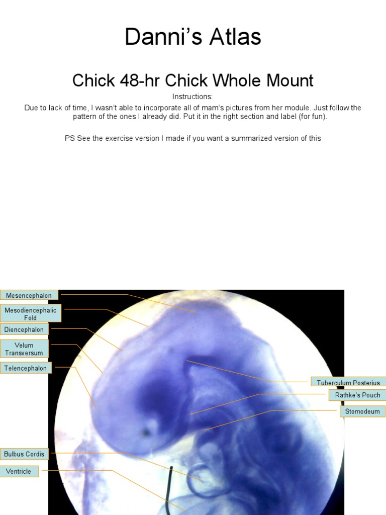 Labeled Diagram of 48-Hour Chick Embryo | PDF | Aorta | Anatomy