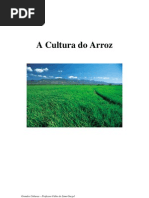 A Cultura Do Arroz