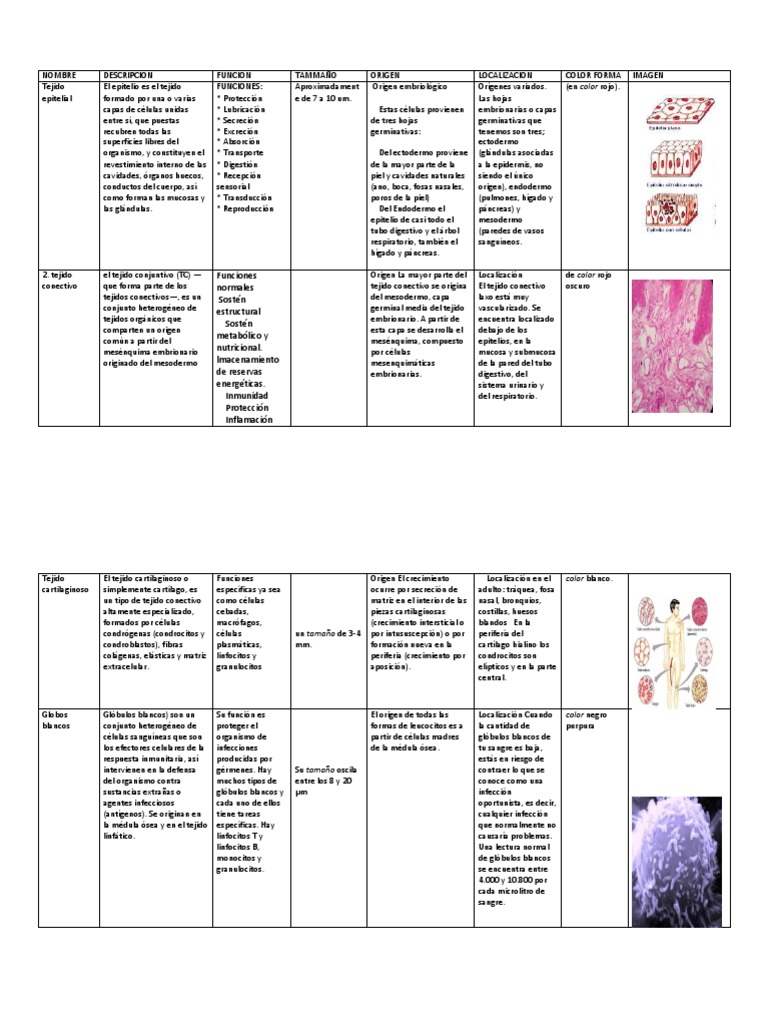 TEJIDOS EN CUADRO COMPARATIVO.docx