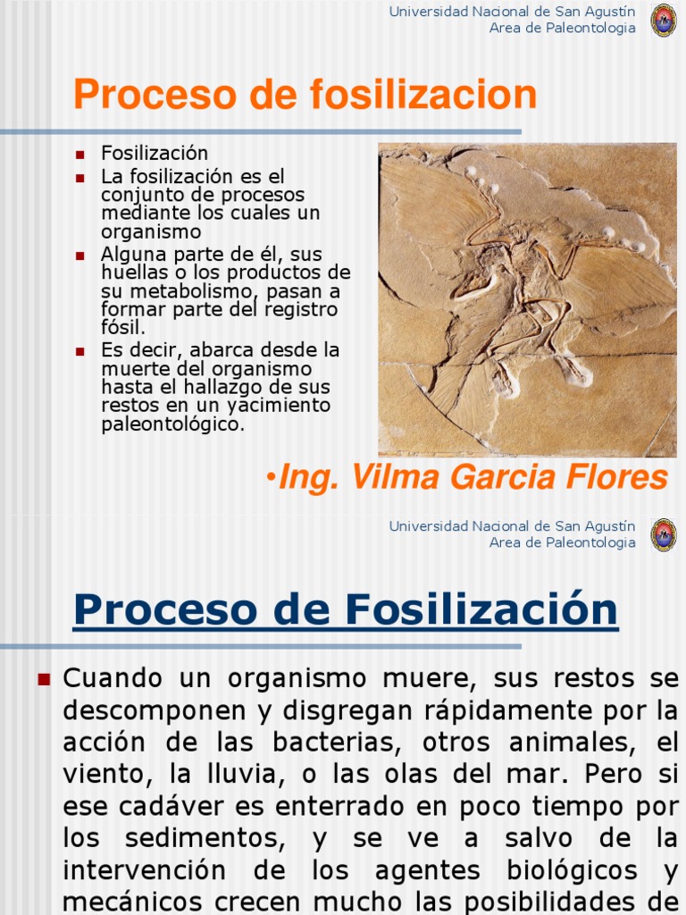 Cap 2 Proceso de Fosilizacion Fósil