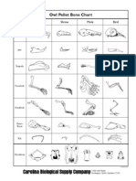 owl pellet bone chart grid