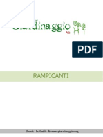 rampicanti