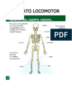 Ciencias Naturales - El Aparato Locomotor