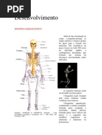 Trabalh d Ciencias Esqueleto