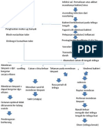 Patofisiologi Otitis Media Akut