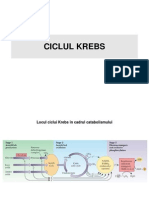 Ciclul Krebs