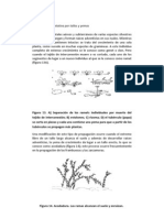 Propagación Vegetativa Por Tallos y Yemas