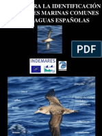 Aves marinas España 40
