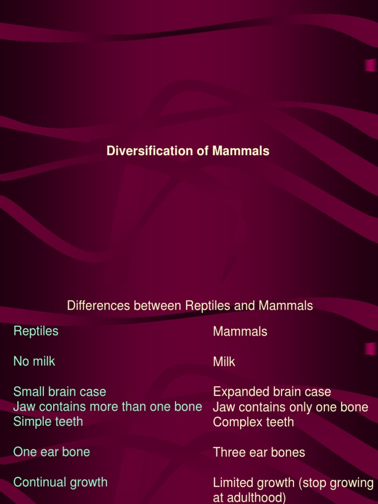 Evolutionary Journey of Mammals | PDF | Mammals | Amniotes