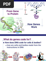 From Gene To Protein: How Genes Work