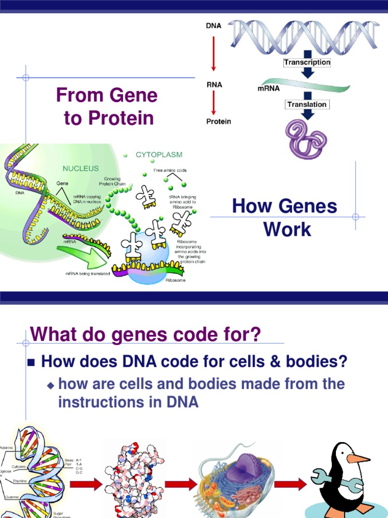 From Gene To Protein: How Genes Work | PDF | Rna | Translation (Biology)