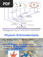 Download BIO1 - Echinodermata by dacspinlac SN127746052 doc pdf