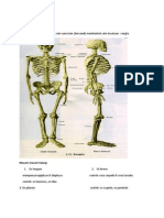 Osteology Umum