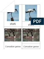 Stork Stork: Canadian Geese Canadian Geese