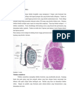 Histologi Reproduksi Pria