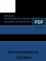 Somatosensory System