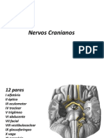 Nervos Cranianos (1) Anatomia