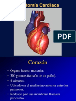 Anatomia Card 011