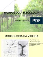 Morfologia e ecologia da videira