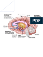 El Cerebro