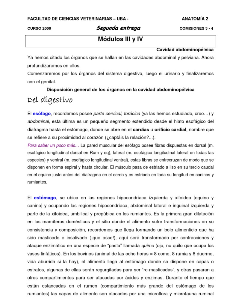 Cav Abdominal Arzone 2, PDF, Intestino grueso
